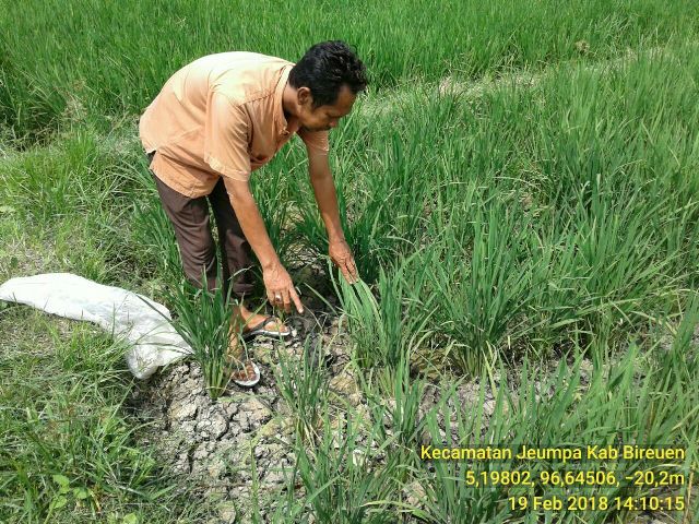 Kekurangan Pasokan Air Sawah Di Kawasan Jeumpa Dan Gandapura Dilanda