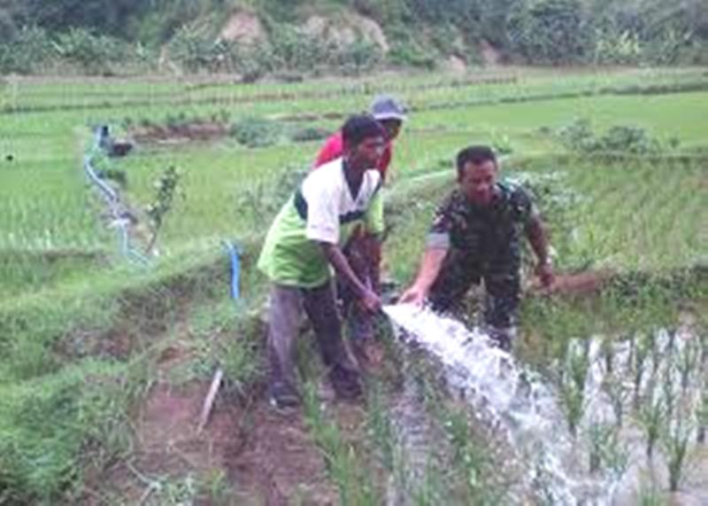 Gunakan Pompanisasi, 1.000 Hektar Sawah Di Gandapura Dan Kutablang ...