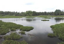 Melirik Paya Jagad Sebagai Objek Wisata
