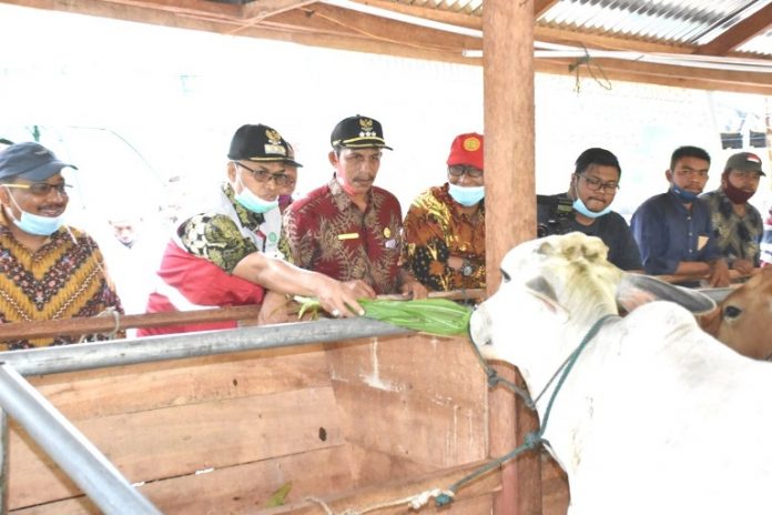 BUMG Seuneubok Lhong Kembangkan Usaha Penggemukan Sapi
