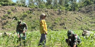 Wujudkan Semangat Kebersamaan, Satgas TMMD Ke-123 Kodim 0111/Bireuen Bantu Warga Memupuk Tanaman Jagung