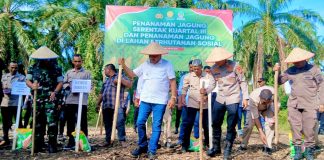 Bersama Forkopimda, Bupati Bireuen Tanam Jagung Serentak di Lahan Perhutanan Sosial