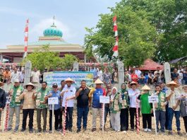 85 Hektare Sawah Terdampak Bencana di Pulo Siron Telah Dipulihkan, Padi Gogo Ditanam Perdana