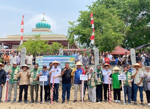 85 Hektare Sawah Terdampak Bencana di Pulo Siron Telah Dipulihkan, Padi Gogo Ditanam Perdana