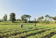 Petani Tidak Kekurangan Teknologi, Mereka Kekurangan Akses dan Kepercayaan
