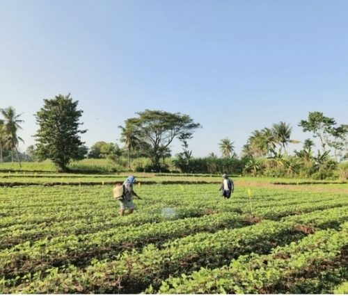 Petani Tidak Kekurangan Teknologi, Mereka Kekurangan Akses dan Kepercayaan
