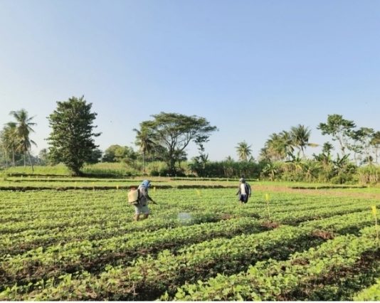 Petani Tidak Kekurangan Teknologi, Mereka Kekurangan Akses dan Kepercayaan