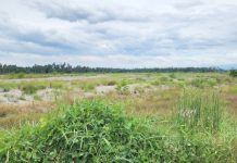 Ratusan Hektare Sawah Masih Tertimbun Endapan Banjir, Pendapatan Petani Kuta Blang Terpuruk