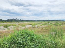 Ratusan Hektare Sawah Masih Tertimbun Endapan Banjir, Pendapatan Petani Kuta Blang Terpuruk