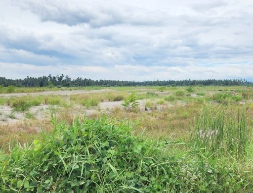Ratusan Hektare Sawah Masih Tertimbun Endapan Banjir, Pendapatan Petani Kuta Blang Terpuruk