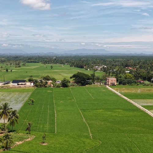 Satgas PRR Siapkan Pola Pemulihan Sawah Rusak Berat di Wilayah Terdampak Bencana