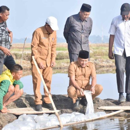 Hadiri Penebaran Benih Udang Vaname di Ulee Ceue, Bupati Bireuen Apresiasi KKP Pulihkan 60 Hektare Tambak Terdampak Banjir
