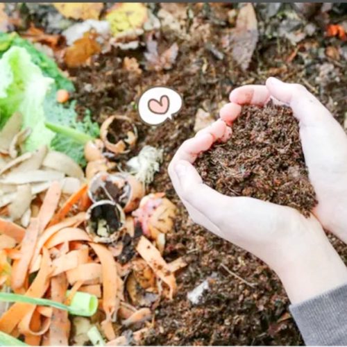 Dari Dapur Sendiri: Langkah Sederhana Mengurai Sampah Rumah Tangga dengan Bioremediasi