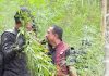 Polda Aceh Berhasil Ungkap 18 Hektare Ladang Ganja di Aceh Utara