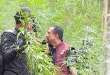 Polda Aceh Berhasil Ungkap 18 Hektare Ladang Ganja di Aceh Utara