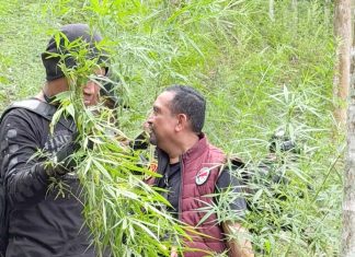 Polda Aceh Berhasil Ungkap 18 Hektare Ladang Ganja di Aceh Utara
