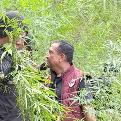 Polda Aceh Berhasil Ungkap 18 Hektare Ladang Ganja di Aceh Utara