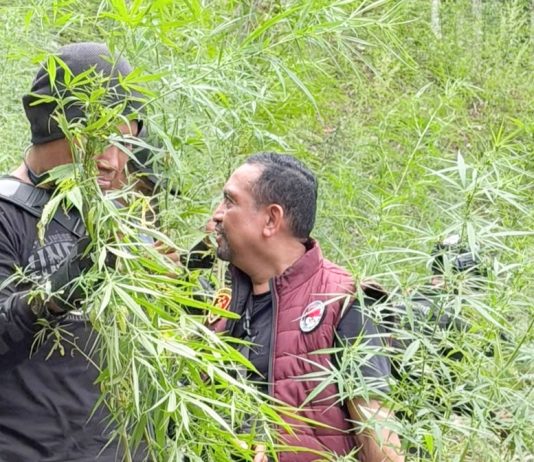 Polda Aceh Berhasil Ungkap 18 Hektare Ladang Ganja di Aceh Utara